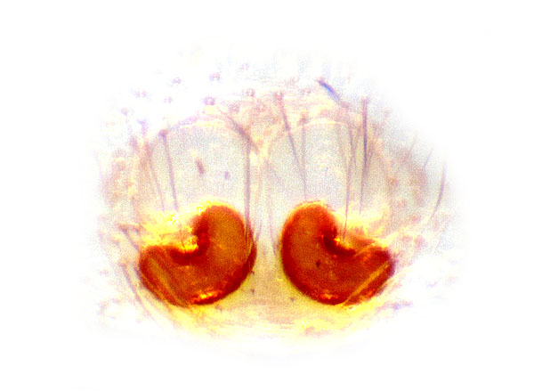Datei:Pseudeuophrys vafra epi schaefer.jpg