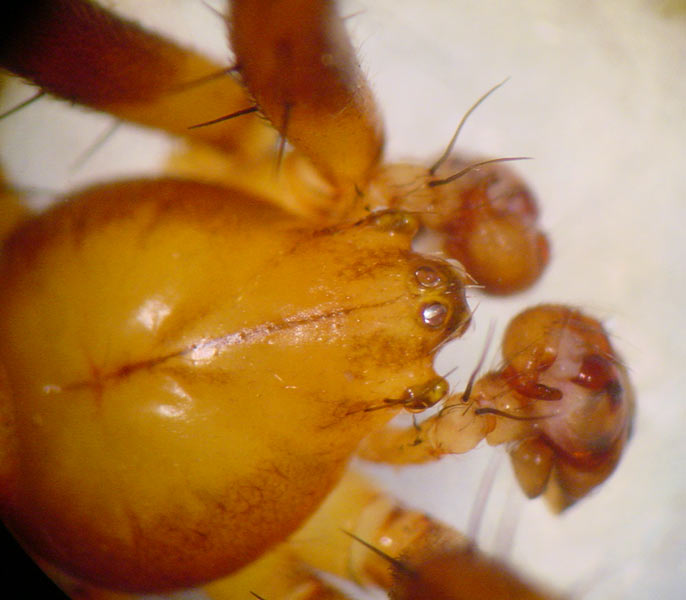 Datei:Araneus alsine 4 1024.jpg