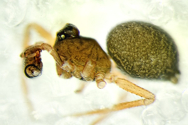 Datei:Minyriolus pusillus m lat.jpg