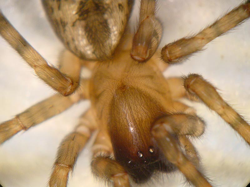 Datei:Amaurobius similis 4 1024.jpg