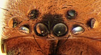 Clubiona juvenis 8-2014 Goitzsche m Augen-200.jpg