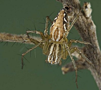 Oxyopes lineatus.jpg