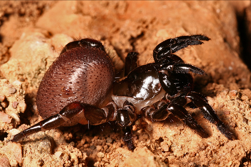 Datei:Ummidia algarve.png