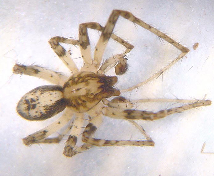 Datei:Anyphaena accentuata 2 1024.jpg
