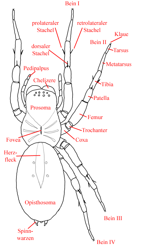 Anatomie von Spinnen, dorsale Ansicht