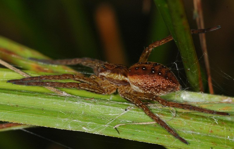 Datei:Dolomedes-01-800.jpg