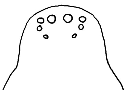 Zodarion augen.jpg