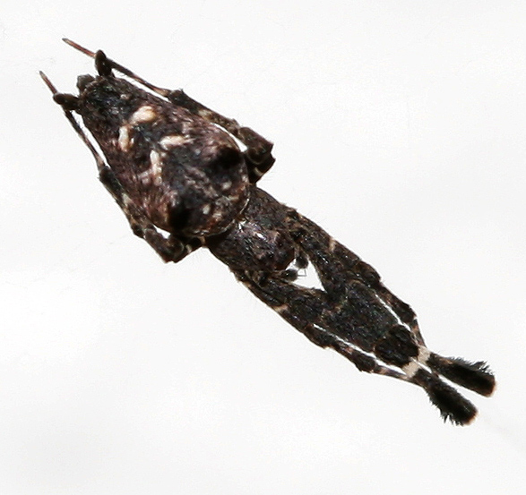 Datei:Uloborus-plumipes5.jpg