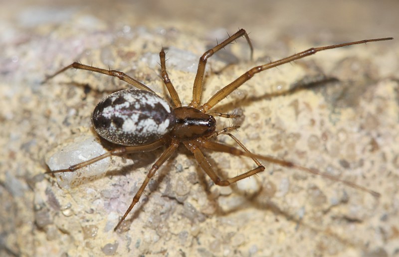 Datei:Spider2-IMG 2043.jpg