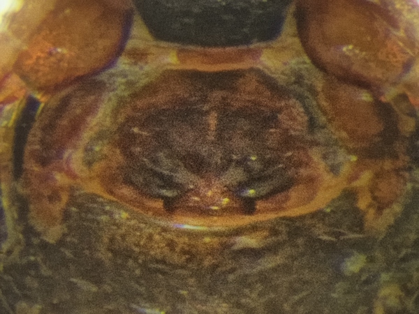 Datei:Cnephalocotes obscurus 19082015 Epigyne.jpg
