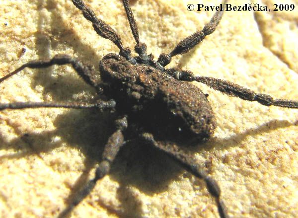 Datei:Dicranolasma scabrum 3 cop.jpg