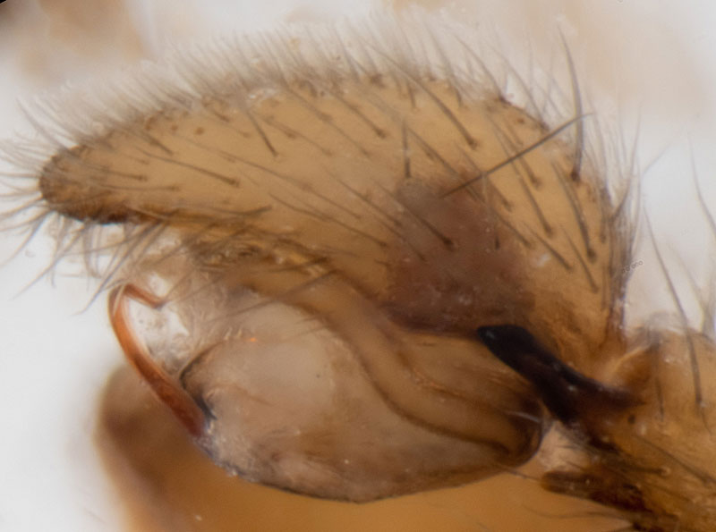 Datei:Liocranoeca striata Ped 11-00453-1.jpg