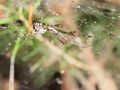 Spanien, subadult
