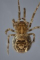 von ventral