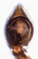Pedipalpus, ventral