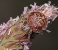 Agalenatea redii female PK0718.JPG