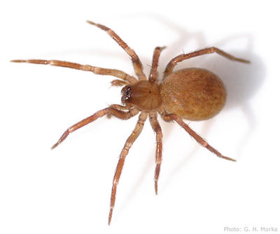Mastigusa macropthalma female 600.jpg