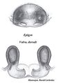 Epigyne und Vulva