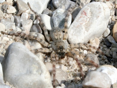 Arctosa Benedikt 01.JPG