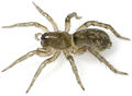 Jungtier, ca. 5 mm