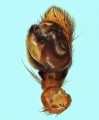 Palpus ventral
