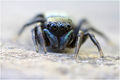 frontal (Farbvariante)