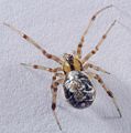 Theridion sisyphium f 600 ml.jpg