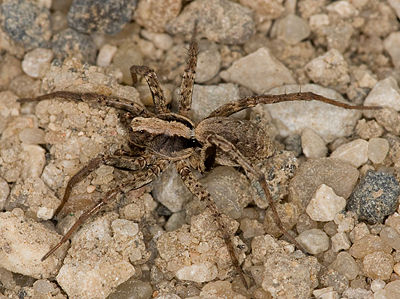 Xerolycosa miniata W 8-01834.jpg