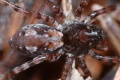 Arctosa perita.JPG