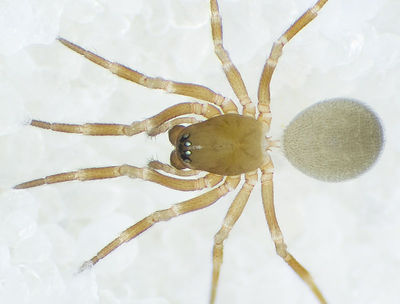Tapinocyba-pallens Thaelendorf-5233 11-04 01.jpg