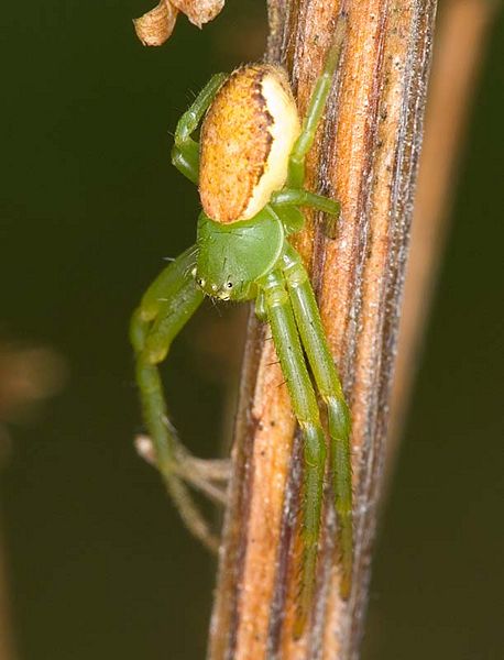 Datei:Diaea dorsata W 7-3661.jpg