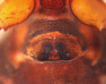 Epigyne