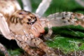 Anyphaena accentuata f.JPG