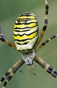 Argiope bruennichi W 10-8-37.jpg