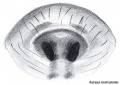 3. X. ulmi