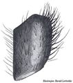 Tibialapophyse