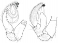 Pedipalpus retrolateral