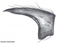 Tibialapophyse