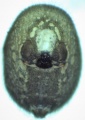 ventral