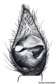 Pedipalpus