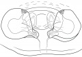 Vulva