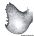 Terminalapophyse retrolateral