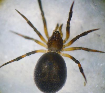 Phycosoma inornatum w Fontenoy sur Moselle Lorraine Jun06 1 ASTaudt box.jpg