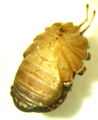 L. sp. A. Ventralseite