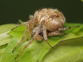 Agalenatea redii female A5755 PJ9973.JPG