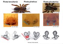 Pirata, female – Kopi HLovbrekke.jpg
