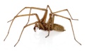 Tegenaria atrica male side febr 600.jpg