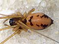 Bathyphantes nigrinus f dorsal.jpg