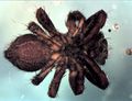 ventral