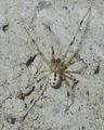 Heterotheridion nigrovariegatum male.jpg